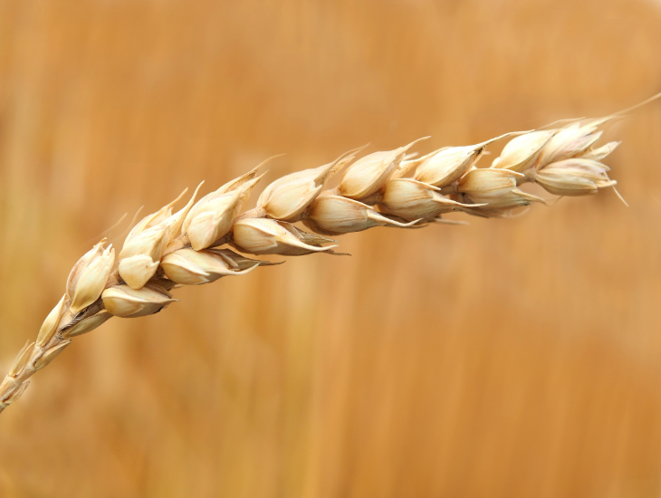 wheat-1518772 Engagement RSE et charte éthique ActiMeat | Grossiste PAI industriel